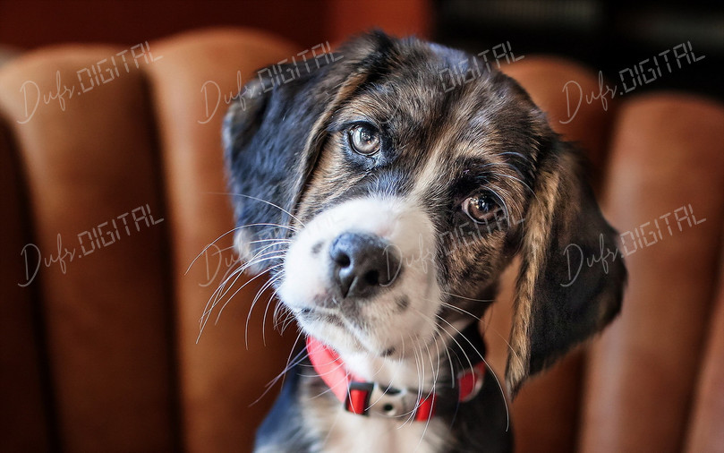 Adorable Dog Portrait