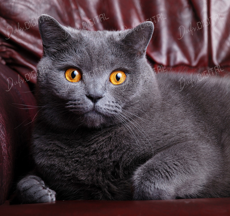 Gray Cat Portrait