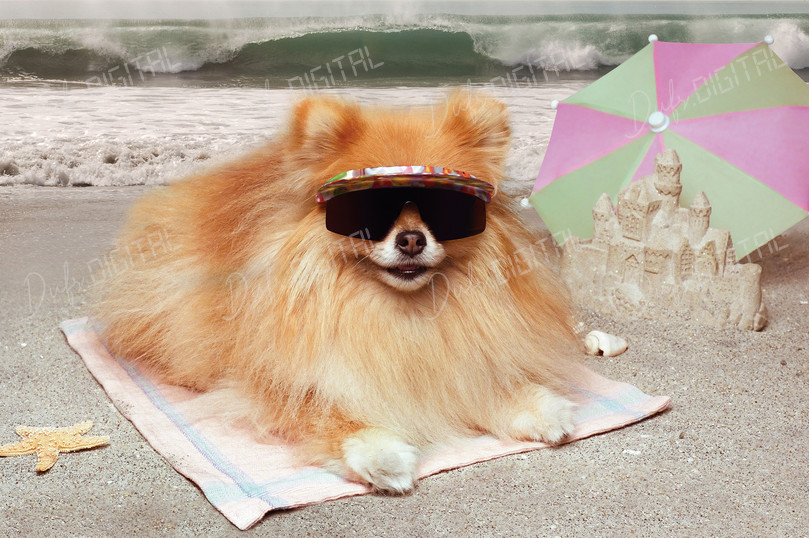 Stylish Dog At Beach