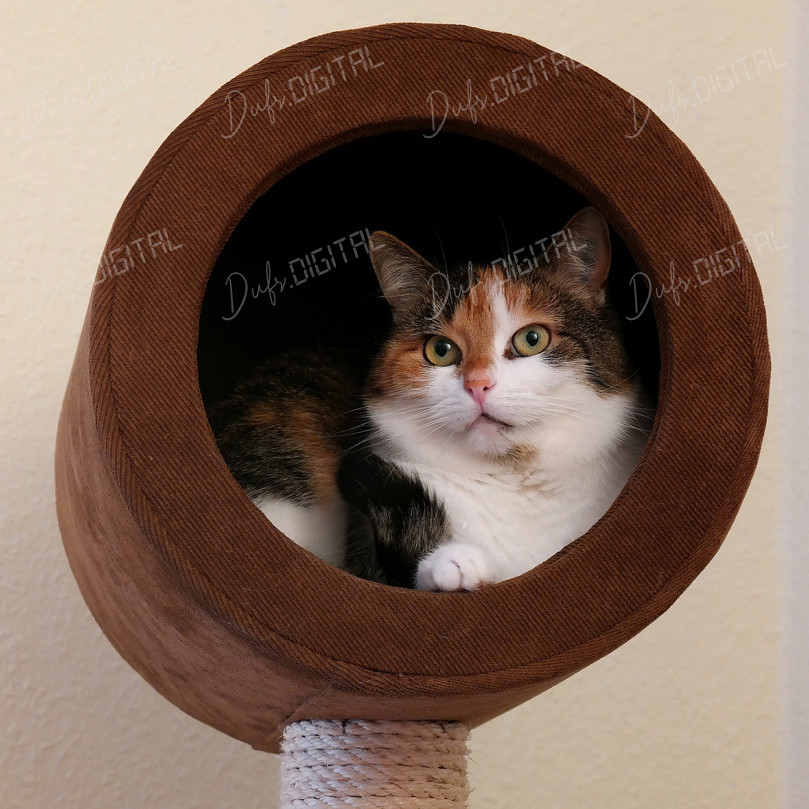 Curious Cat in Cozy Nook