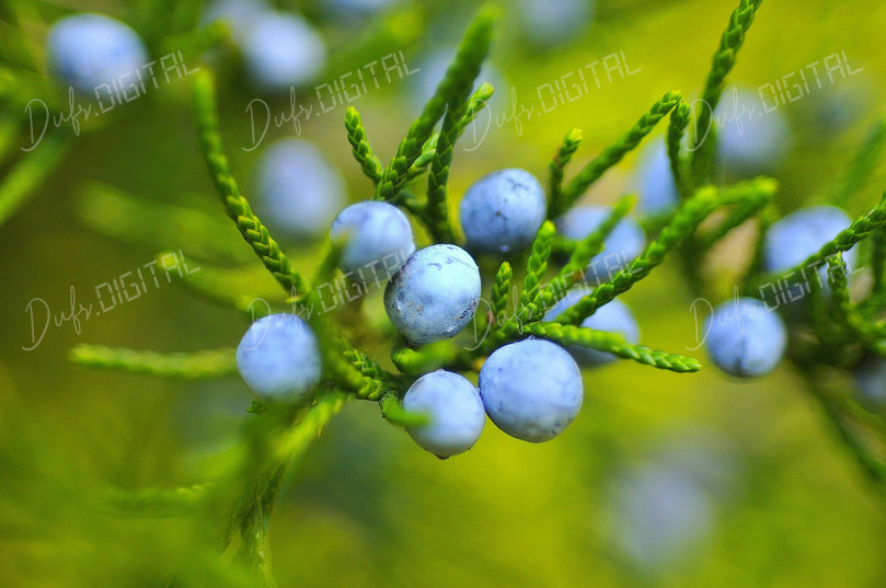 Blue Berries on Branch