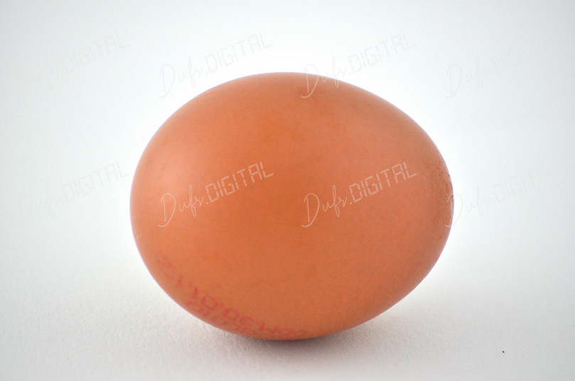 Brown Egg on White Background
