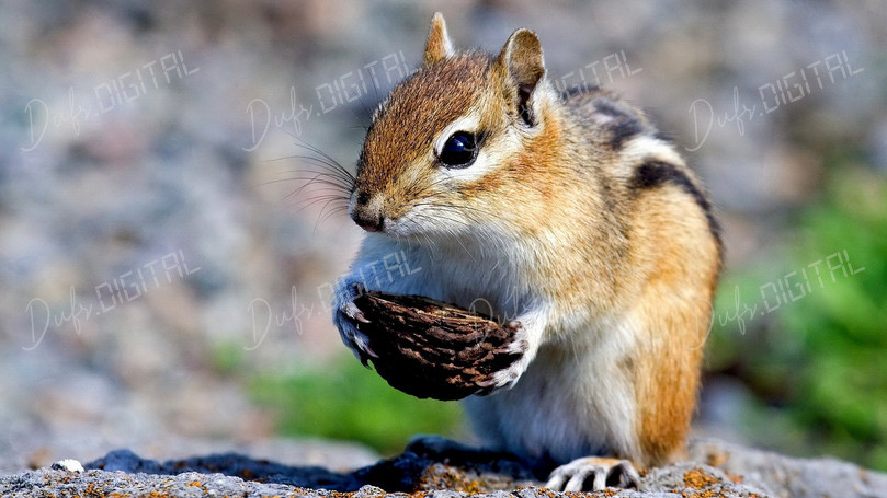 Chipmunk Holding Nut