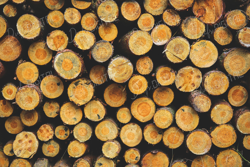 Stacked Wooden Logs
