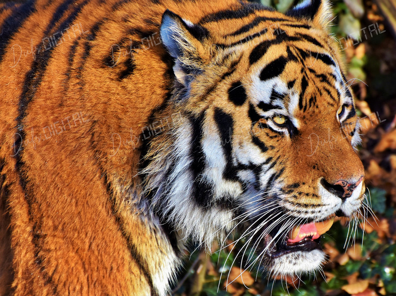 Majestic Tiger Close-Up