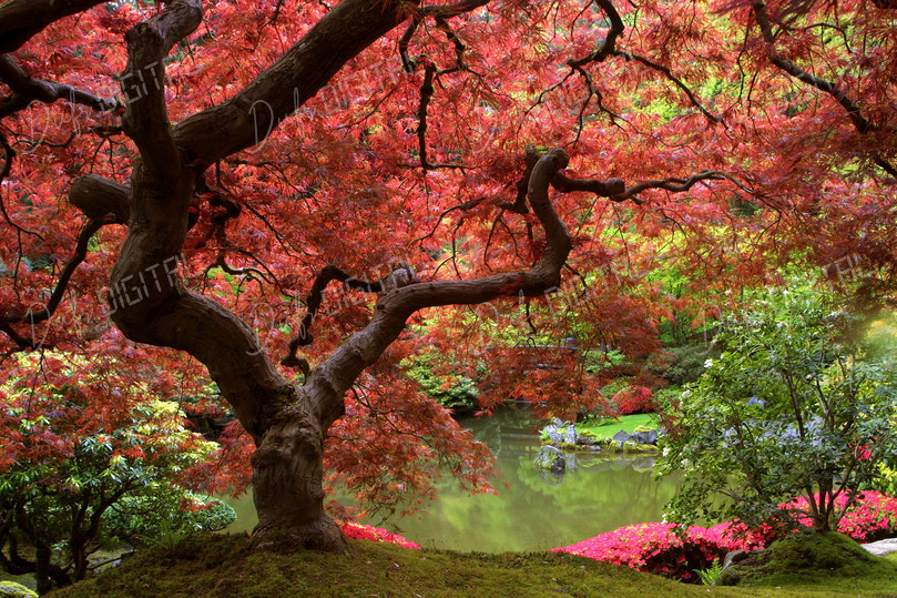 Vibrant Autumn Garden