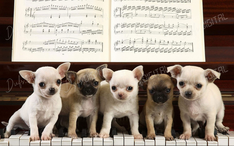 Puppies at the Piano