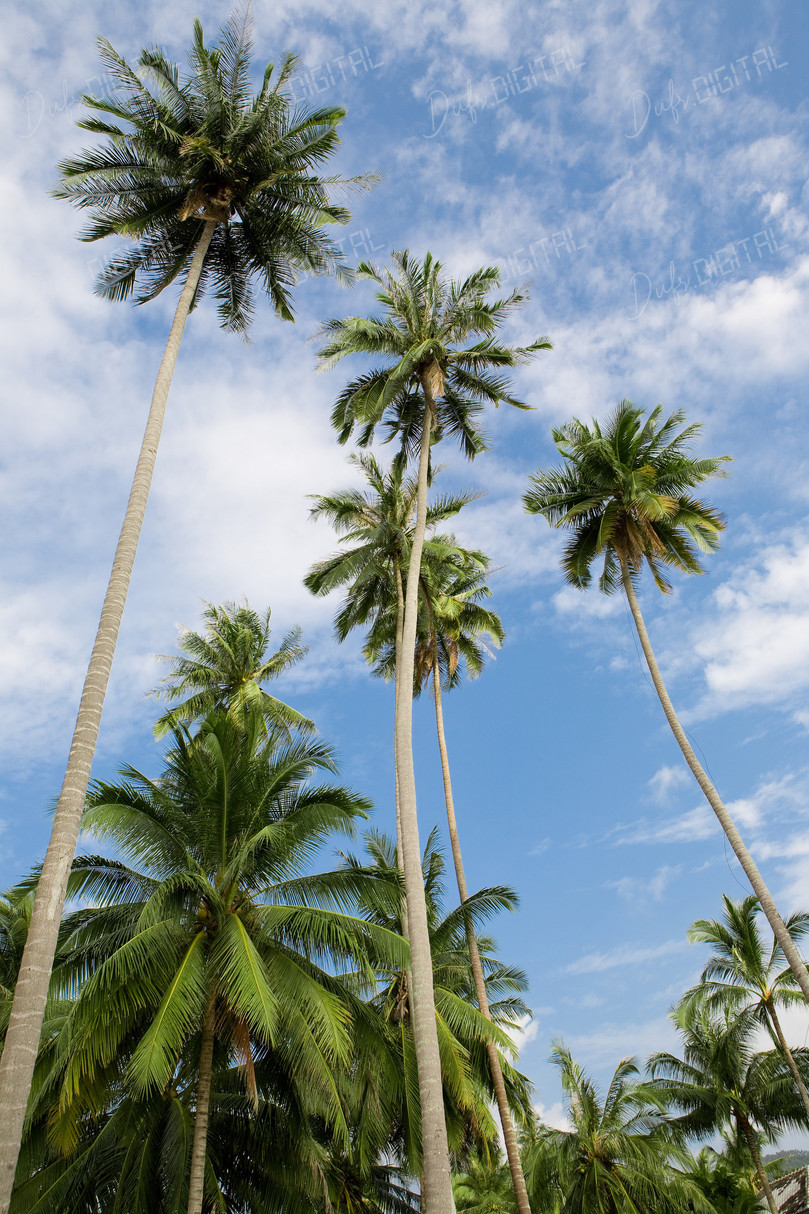 Tall Palm Trees