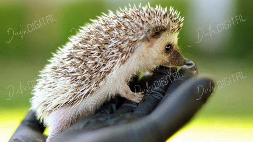 Adorable Hedgehog in Hand