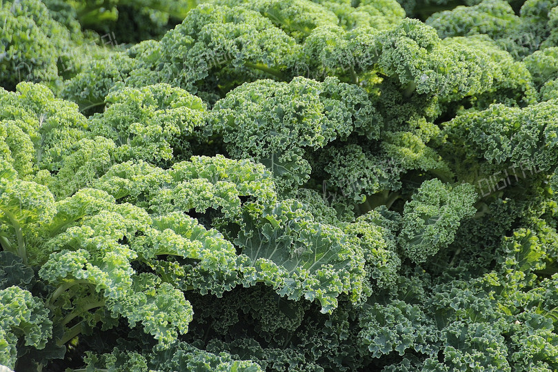 Lush Green Kale