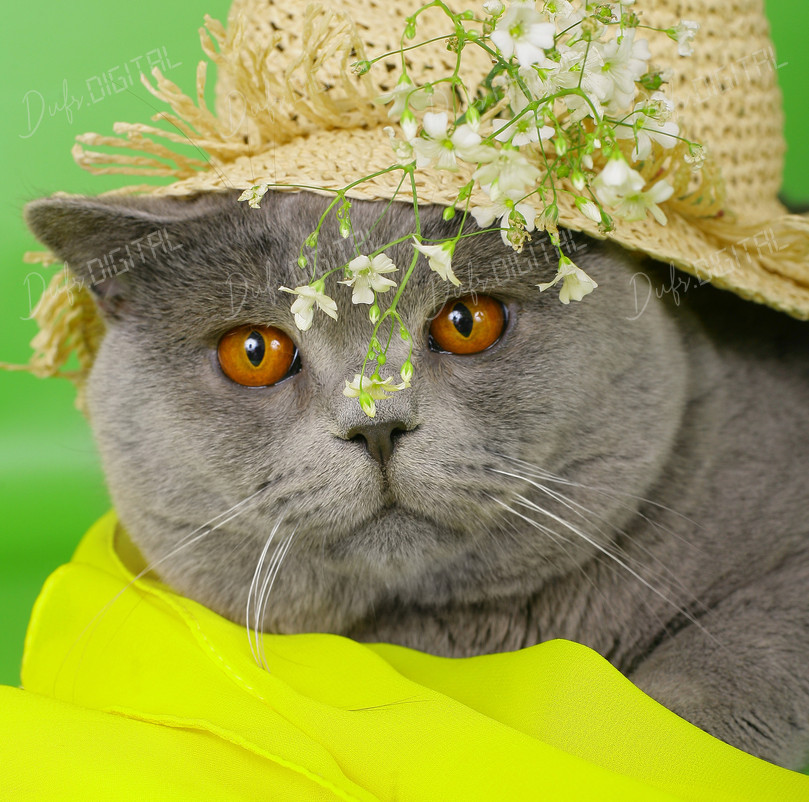 Cat in Flower Hat