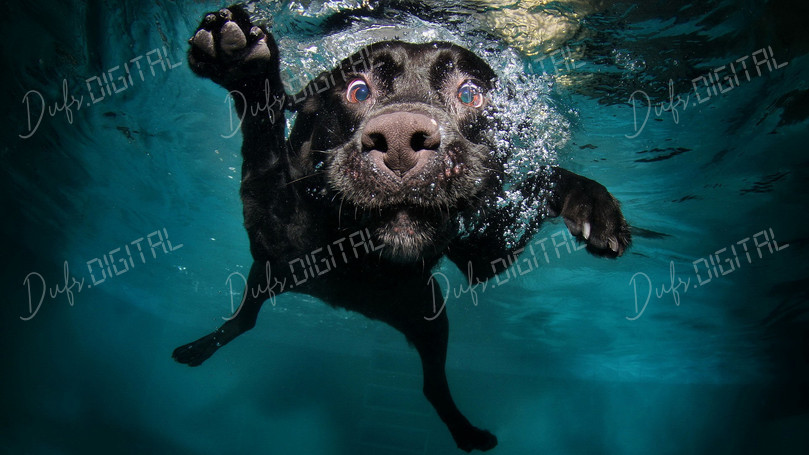 Dog Swimming Underwater
