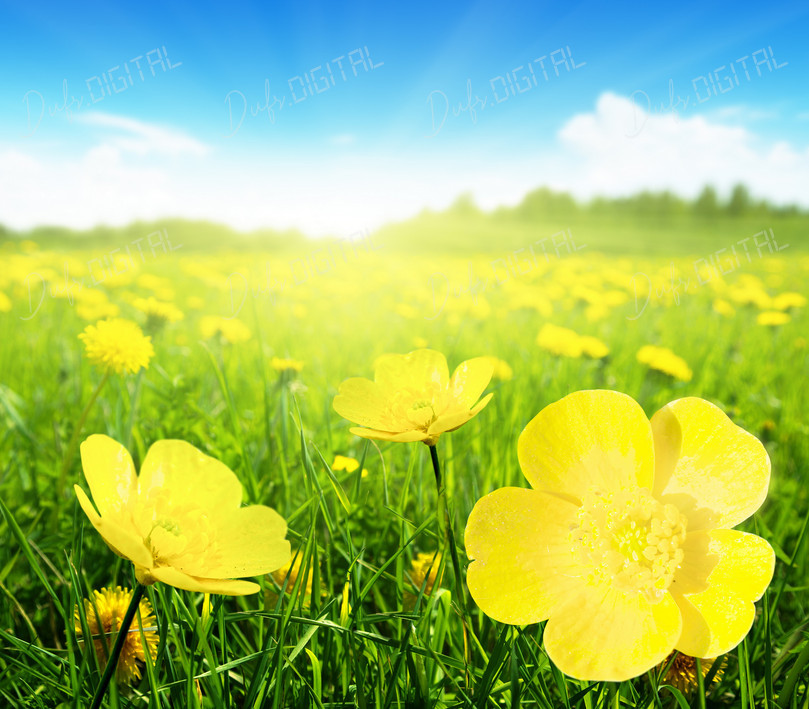Sunny Flower Meadow