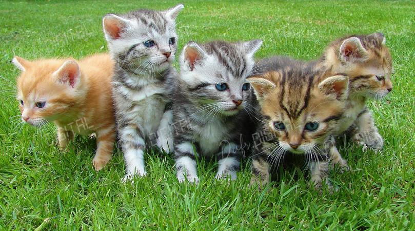 Playful Kittens on Grass