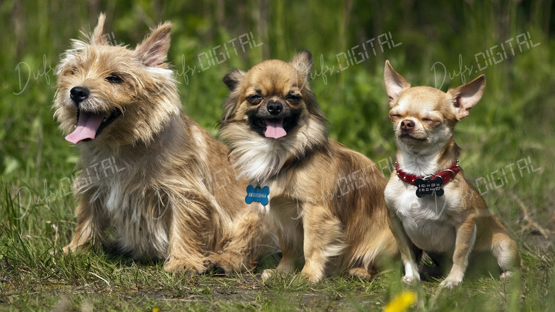 Three Happy Dogs