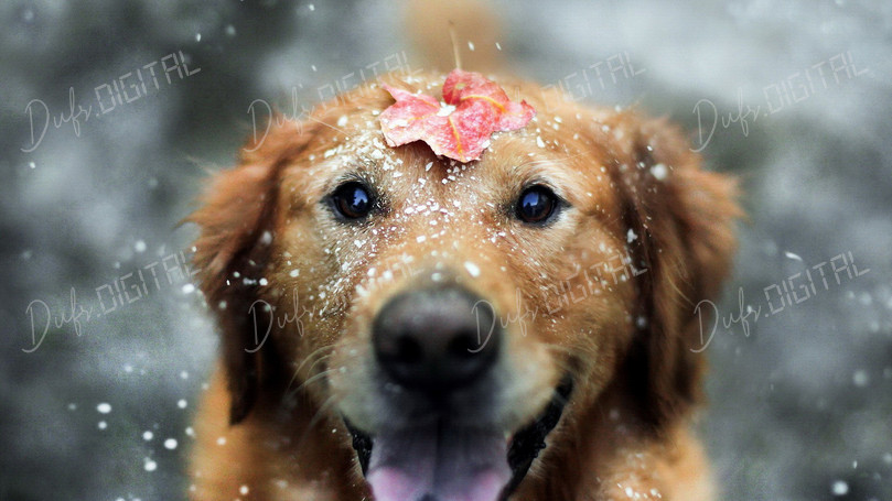 Joyful Dog in Snow
