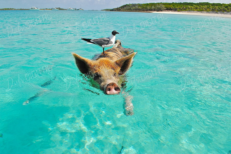 Swimming Pig Adventure