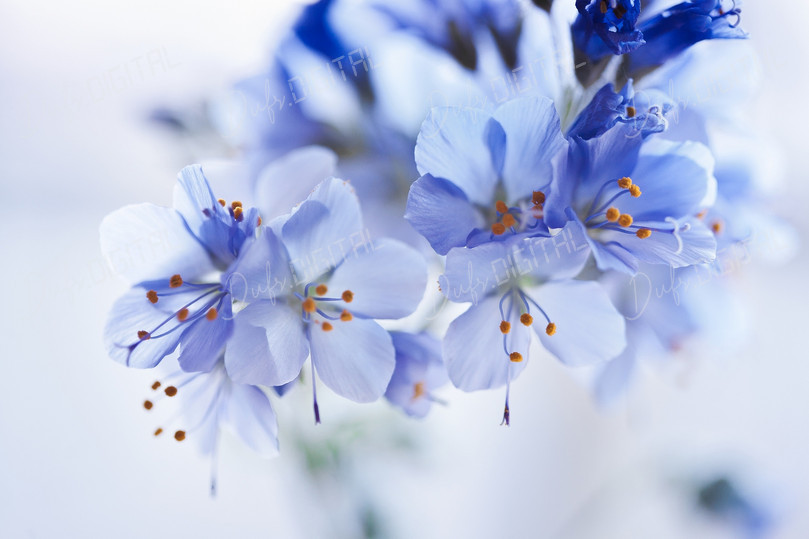 Delicate Blue Flowers