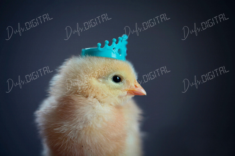 Chick with Crown