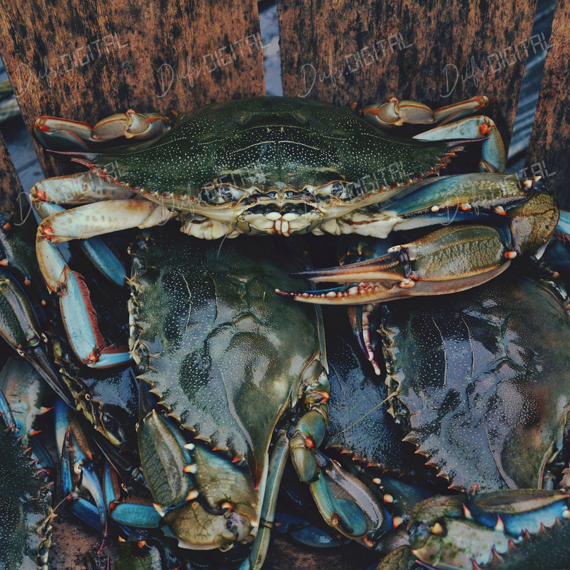 Fresh Crabs on Wood