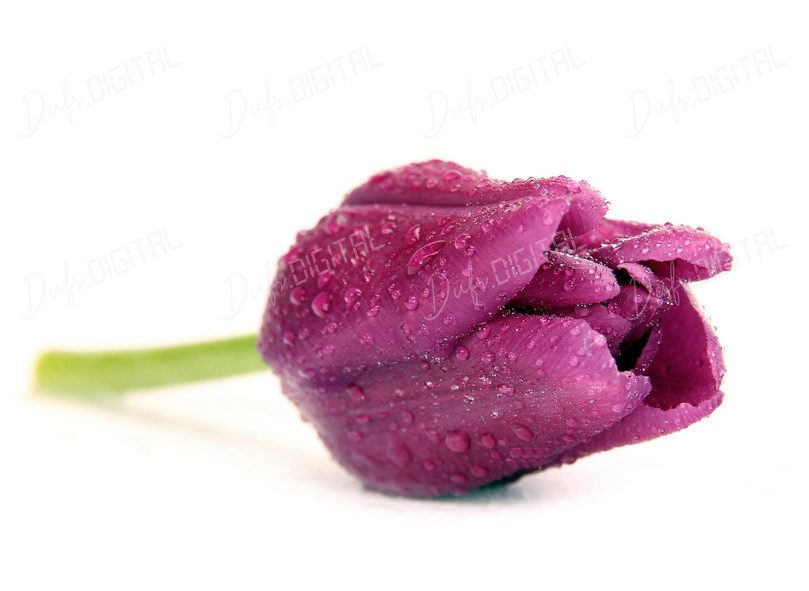 Purple Tulip with Water Drops