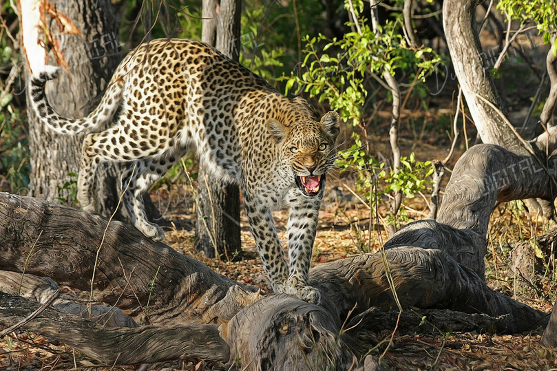 Leopard on the Hunt