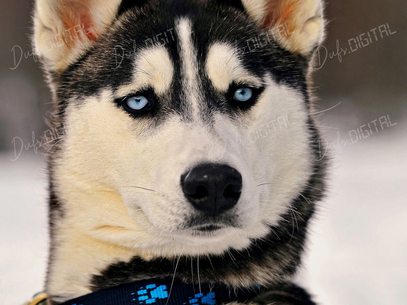 Siberian Husky Portrait