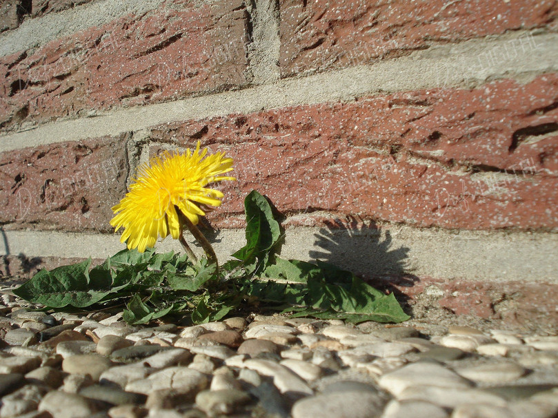 Dandelion Against Brick Wall