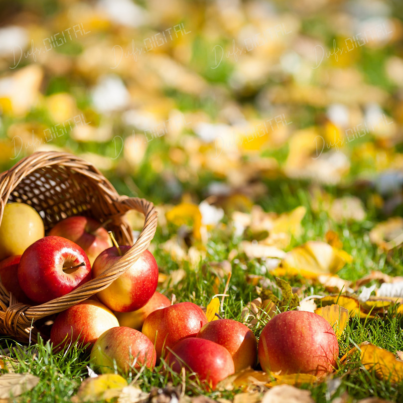 Harvested Apples in Basket