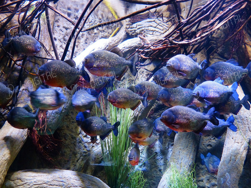 Piranhas in Aquarium