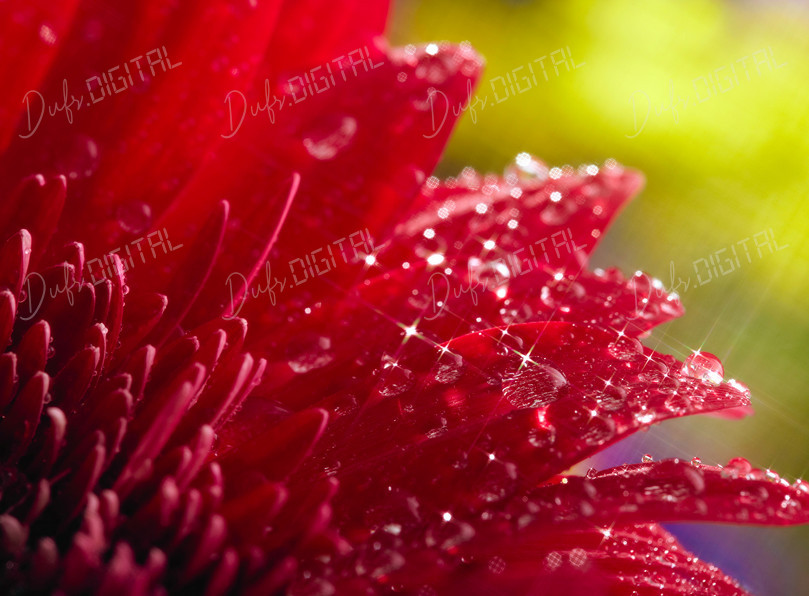 Vibrant Flower close-up