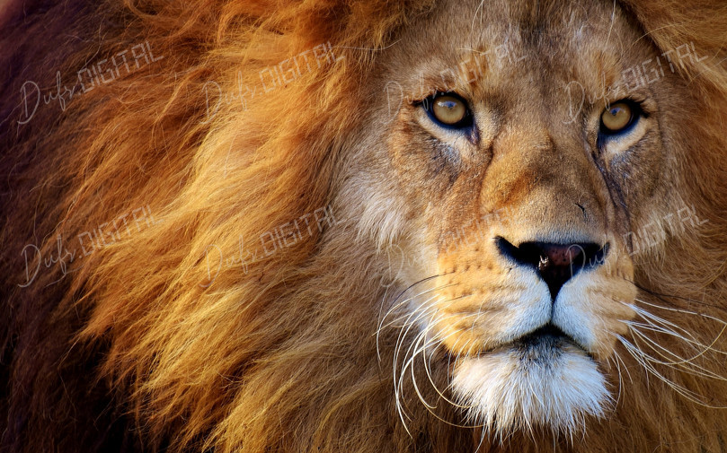 Majestic Lion Portrait