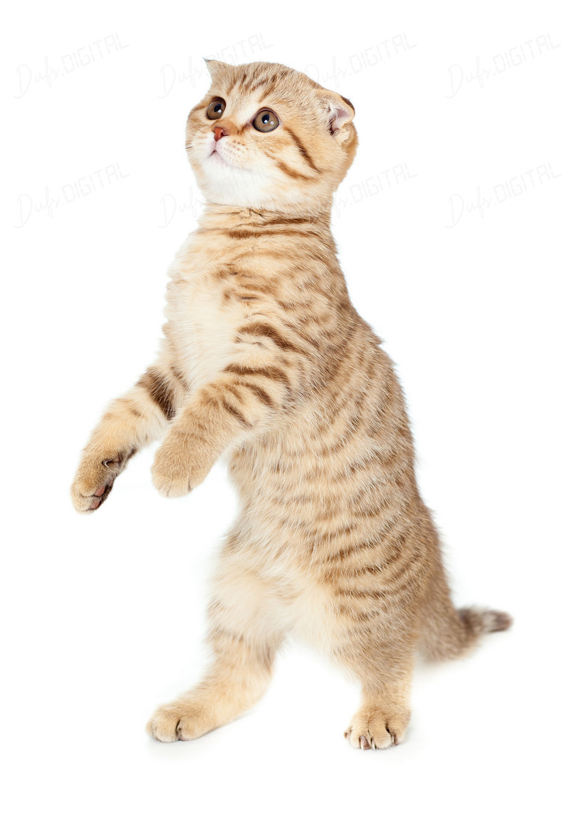 Playful Standing Cat
