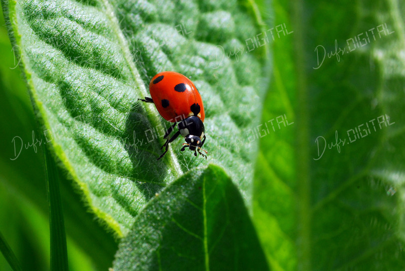 Ladybug on Green Leaf