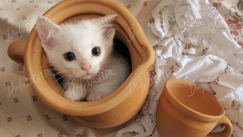 Curious Kitten in Pot