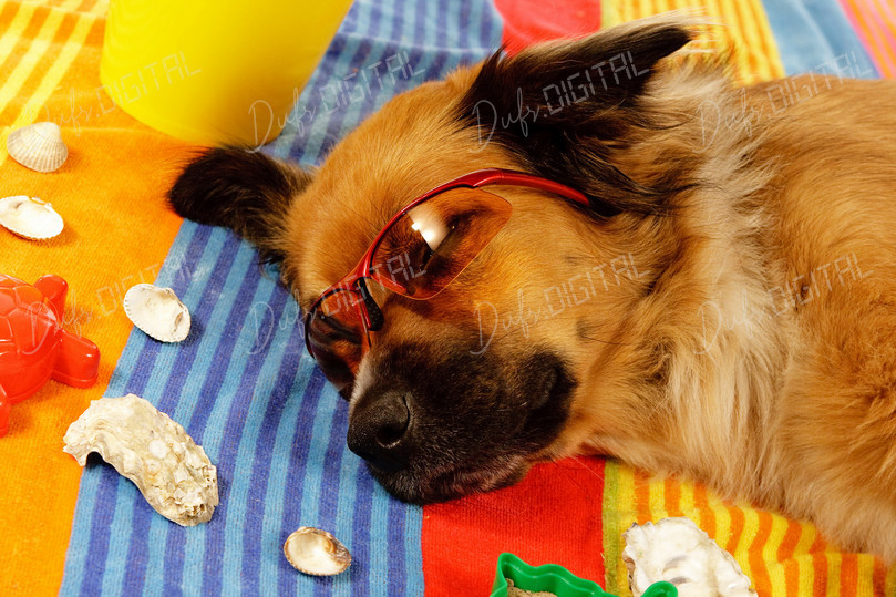 Relaxed Dog with Sunglasses