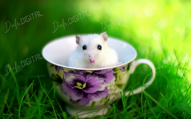 Hamster in Teacup