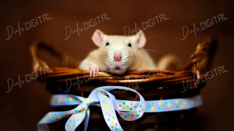 Cute Rat in Basket