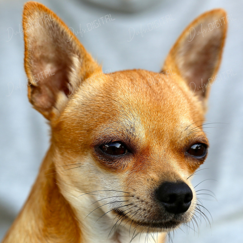 Charming Chihuahua Portrait