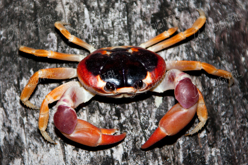 Colorful Crab Close-Up