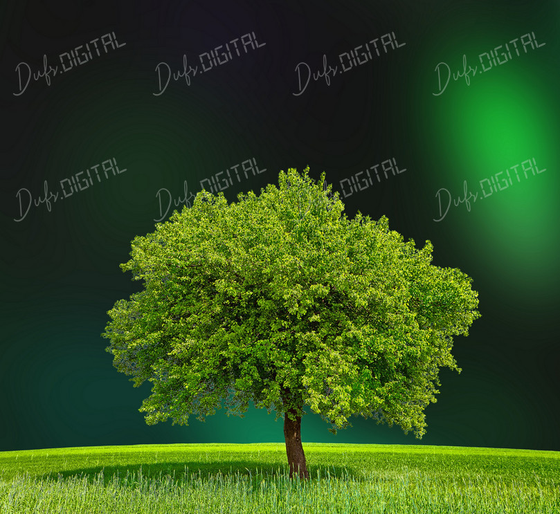 Lone Green Tree