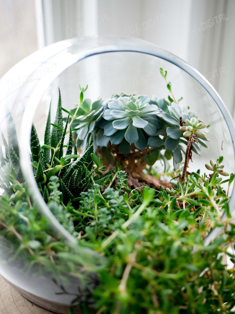 Succulent Terrarium Display