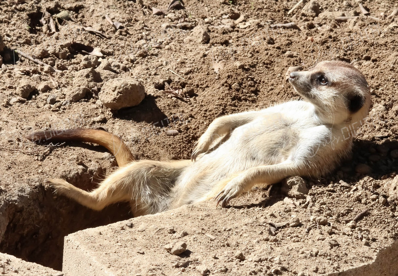 Relaxed Meerkat in Sun