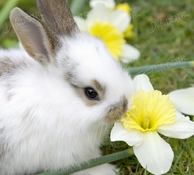 Cute Bunny and Flowers