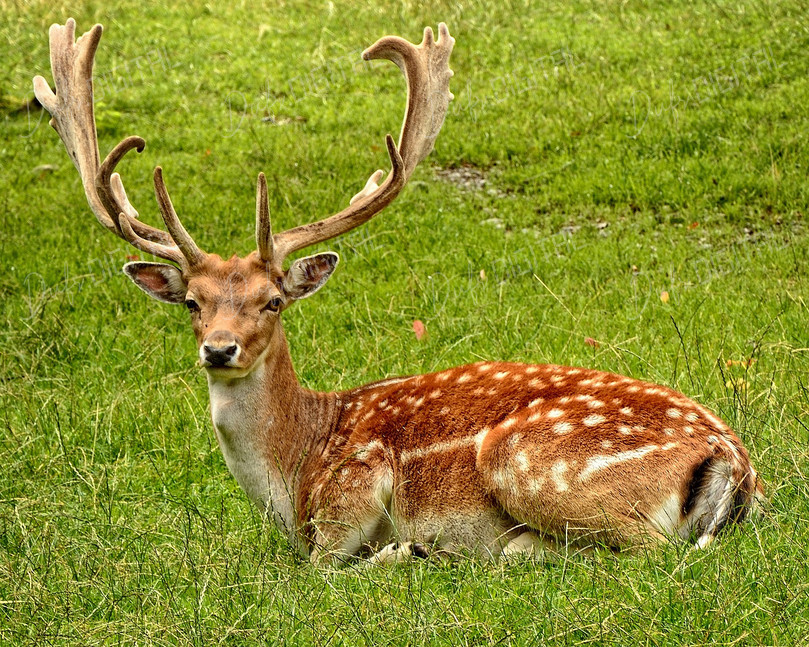Resting Deer on Grass