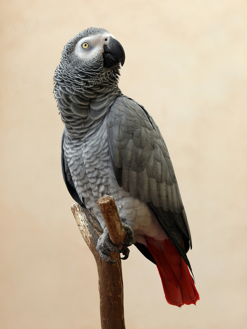 African Grey Parrot