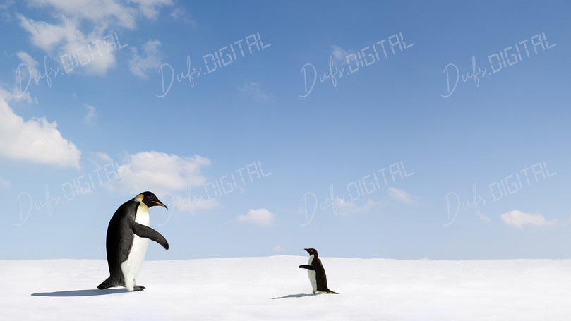 Playful Penguins in Snow
