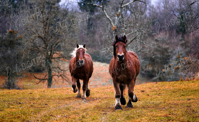 Horses Running in Field