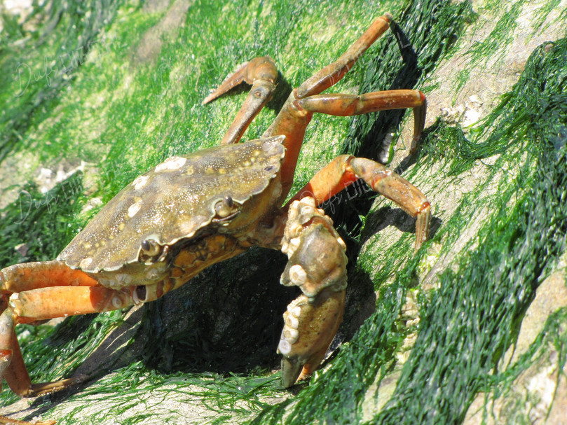 Crab on Green Seaweed