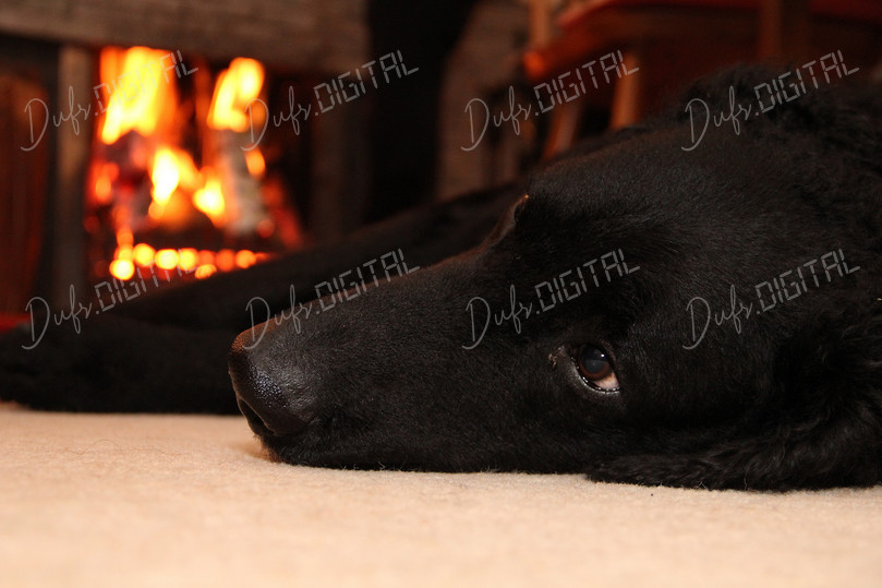 Relaxing Black Dog